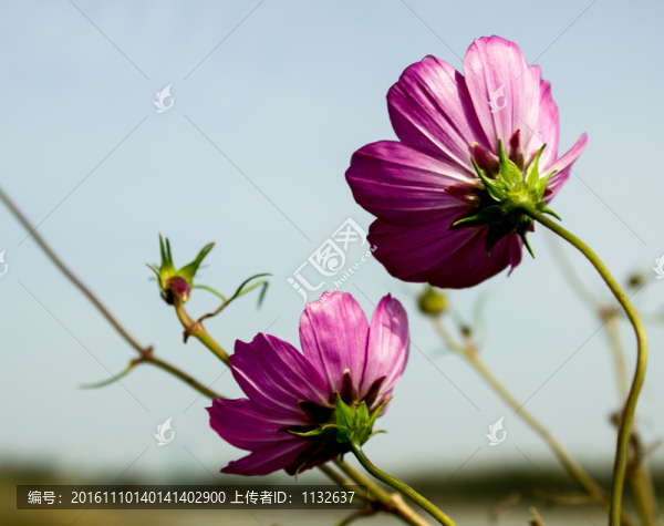 格?;?匯圖網(wǎng) www.fosd68.com 格桑花