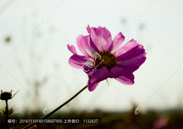 格?；? title=