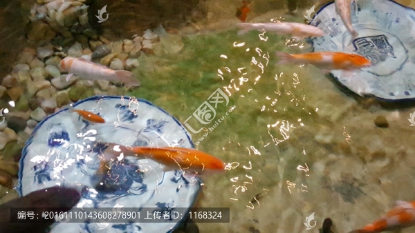 錦鯉