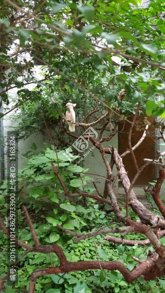 白鸚鵡