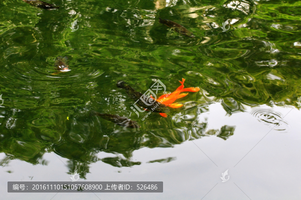 魚