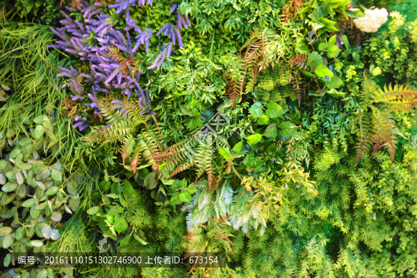 綠植墻