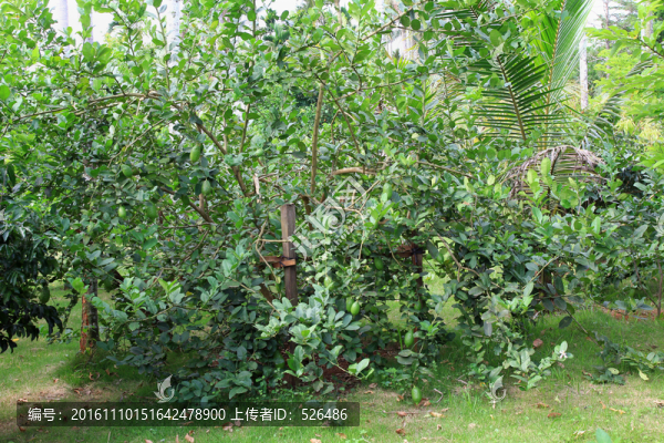 檸檬樹
