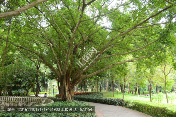 小葉榕樹