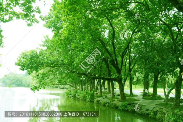 湖邊綠樹