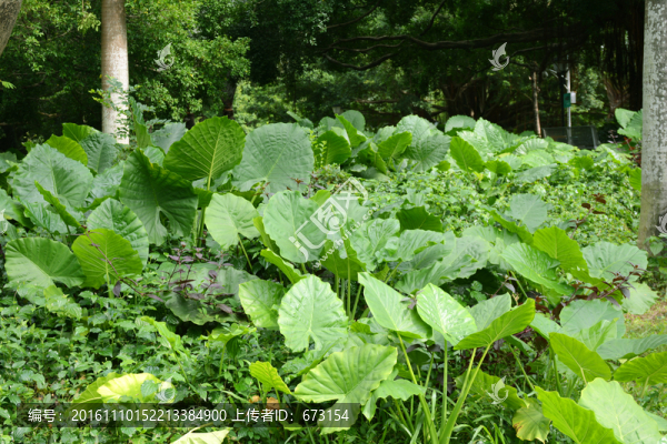 公園綠化