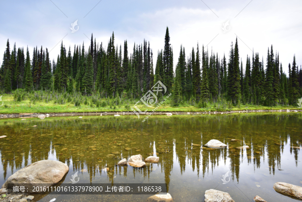 樹林河道