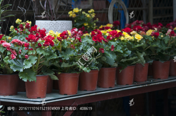 盆栽花