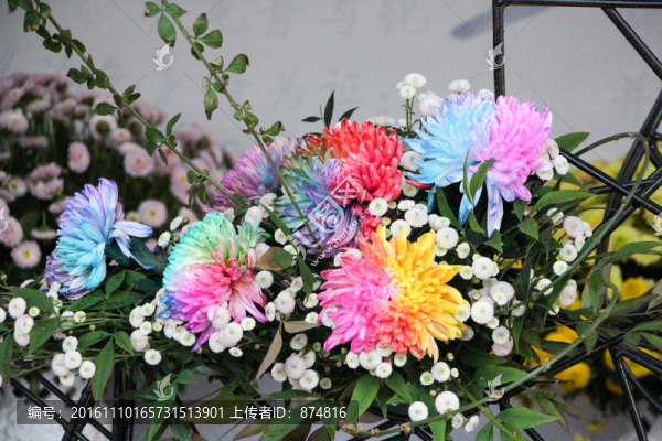 菊花