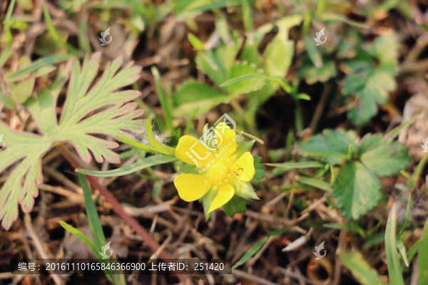 黃色小花,野花