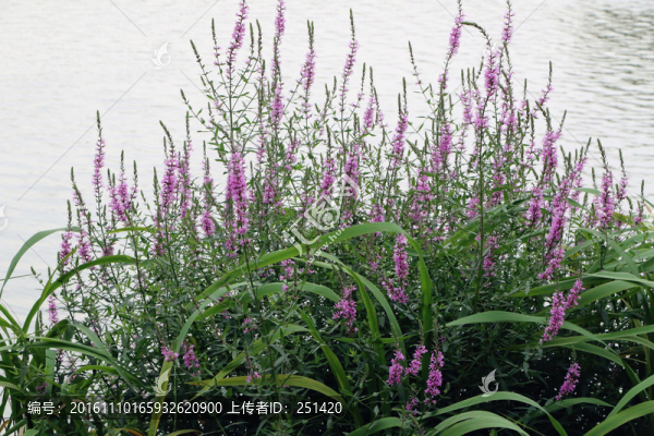 水柳,紫色小花