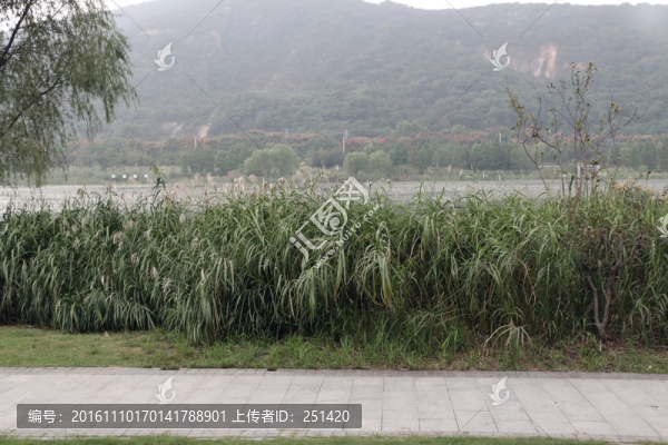 湖邊,蘆葦