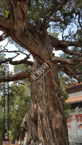 孔廟大成殿觸奸柏古柏