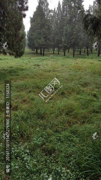 松樹(shù)林-匯圖網(wǎng) www.fosd68.com 松樹(shù)林