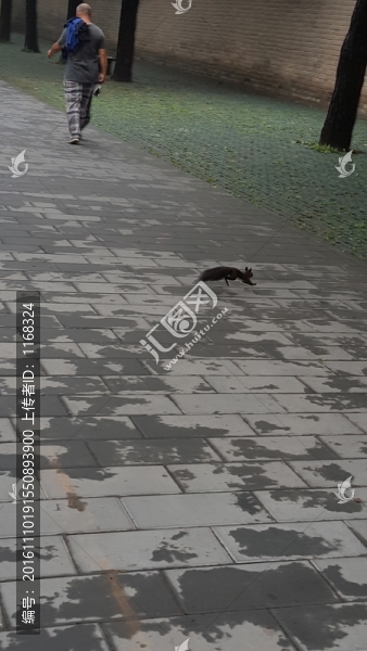 松鼠奔跑