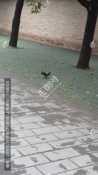 松鼠奔跑
