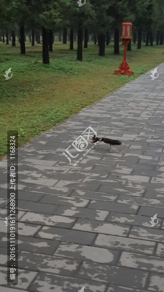 松鼠奔跑
