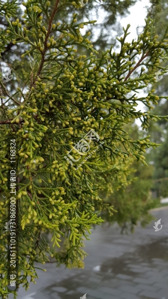 柏樹枝