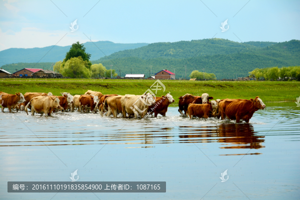 過河牛群
