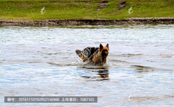 狗