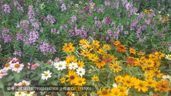 雛菊
