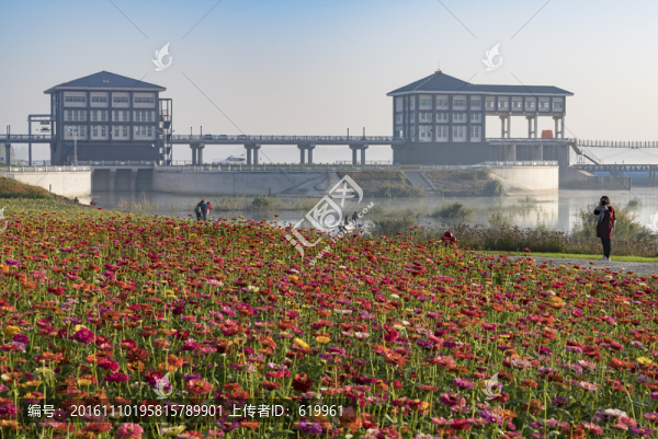 邳州銀杏湖花海