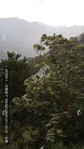 狂風(fēng)暴雨