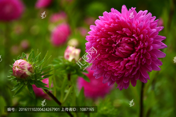 菊花