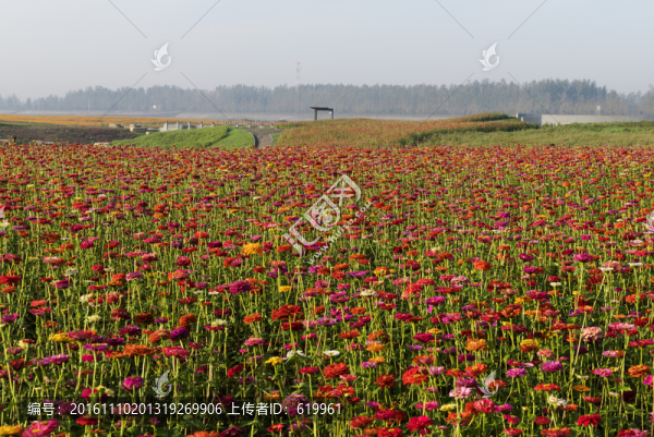 花海