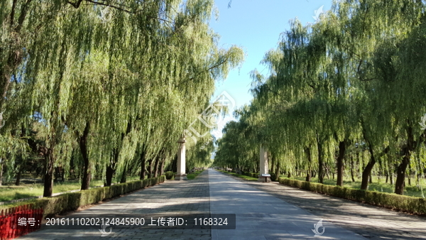 明十三陵總神道垂柳