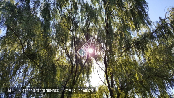 明十三陵總神道垂柳風(fēng)光