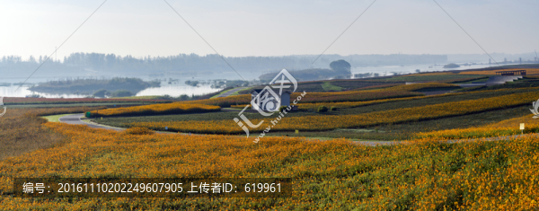 花海