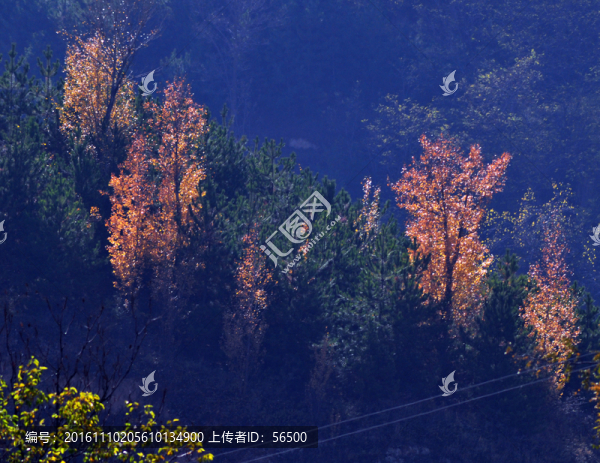 秋景