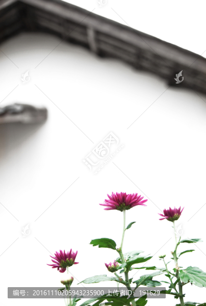 菊花與民居