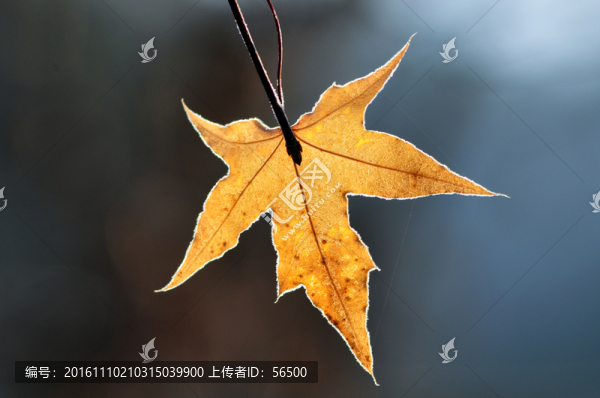 楓葉