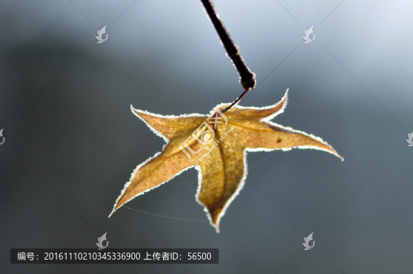 一片葉子