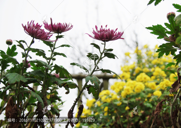 菊花