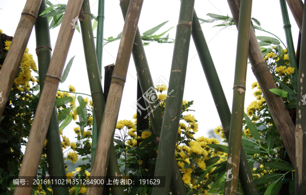 竹籬笆與菊花