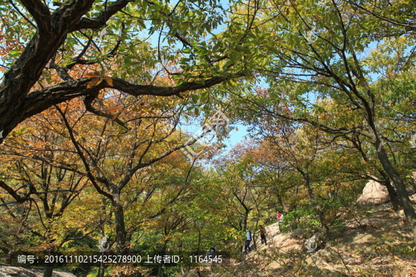五蓮山層林盡染秋,色彩斑斕迷人