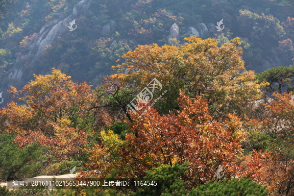 五蓮山層林盡染秋,色彩斑斕迷人
