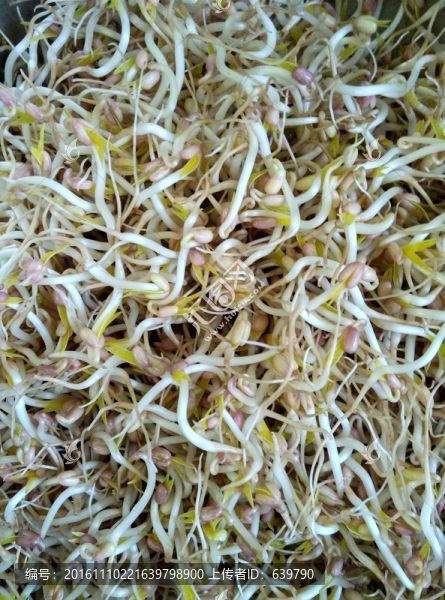 豆芽