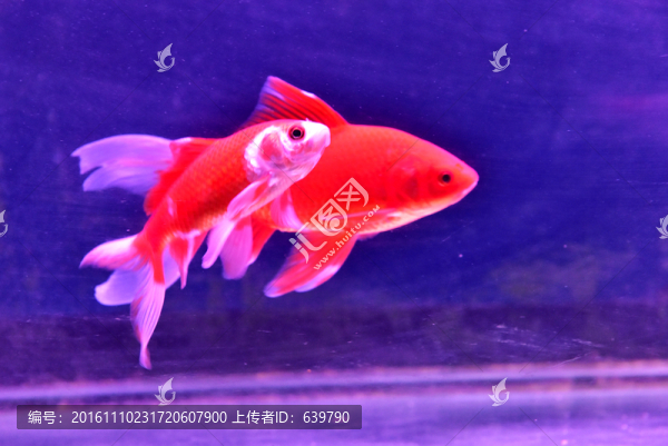 金魚