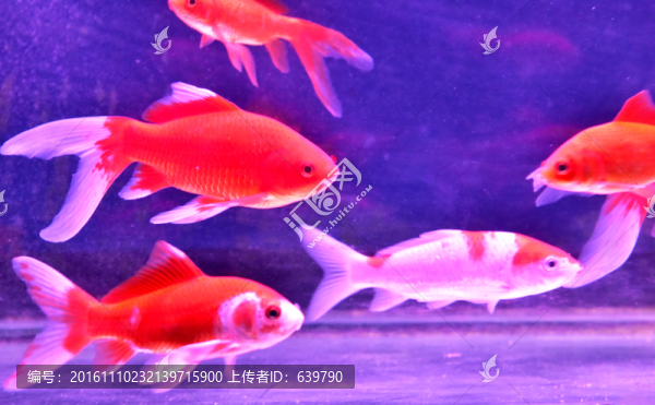 金魚(yú)