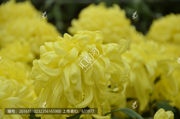 菊花
