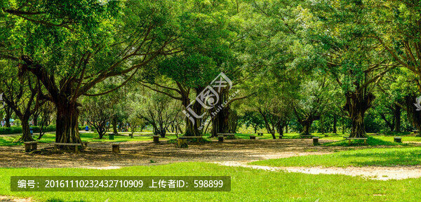 寬幅陽光草地綠樹林