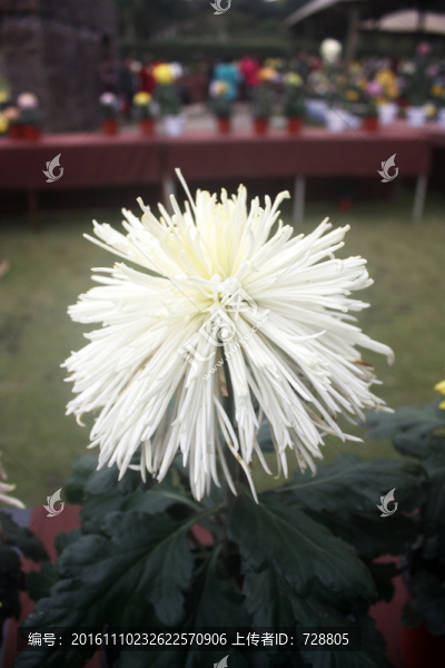 菊花