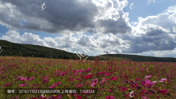 豐寧壩上草原自然風(fēng)光