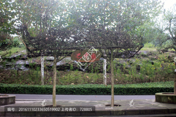 植物藝術(shù)
