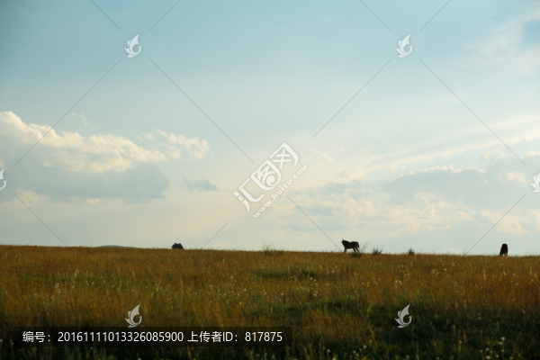 馬群