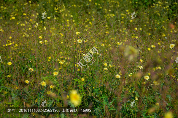 野菊